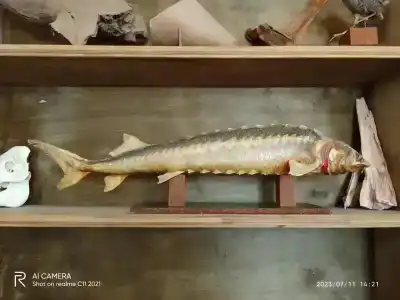 Старая Сарепта - 54