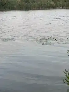 Бодрость - 85