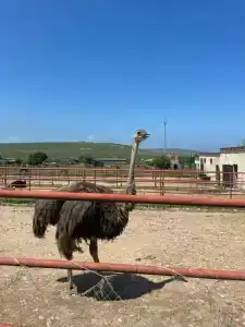Страусиная ферма Экзотик - 66
