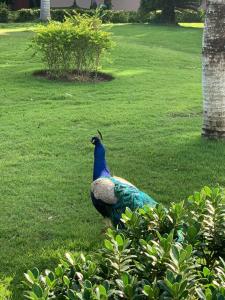 Ac By Marriott Punta Cana - 44