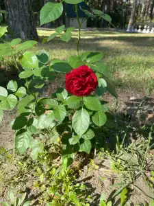 Берендей - 57