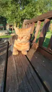 Здоровей - 69