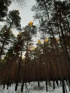 Ясная Поляна - 6