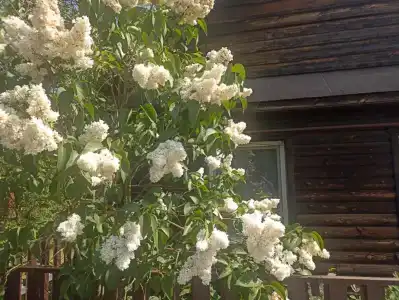 Беловежское Поместье - 14