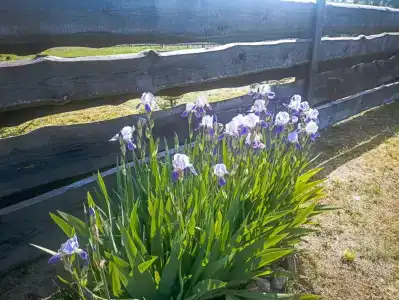 Беловежское Поместье - 26