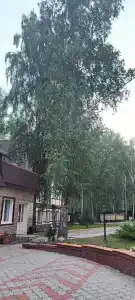 Берёзка - 81