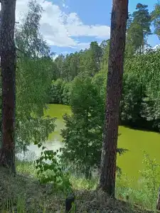 Кувшинка - 5