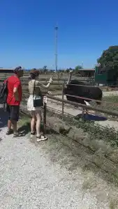 Страусиная ферма Экзотик - 95