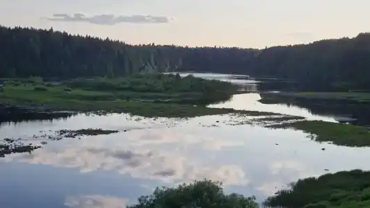 Маркомусы - 87