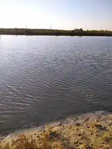 Белый лис - 24