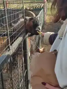 Страусиная ферма Экзотик - 68