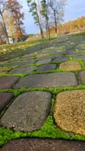 Березинская Дубрава - 52