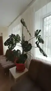Каштак - 28
