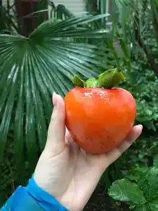 Валео - 31