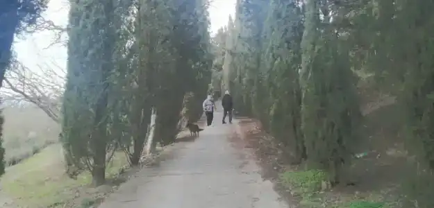 Магнолия - 61