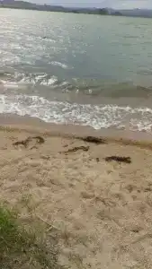 Золотые пески - 20