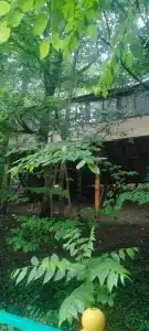Золотое руно - 11