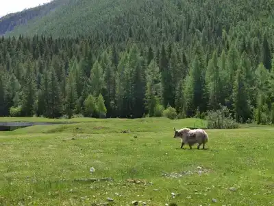 Клевер - 7