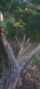 Дубовая роща - 4