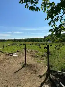 Бородино - 26