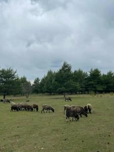 Усадьба Долгорукий - 78