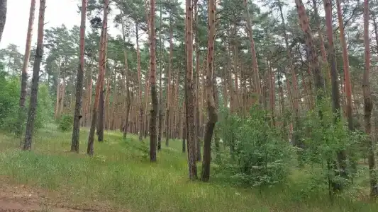 Авиатор - 5
