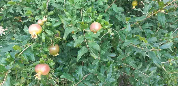 Manor Beach Kazantip - 39