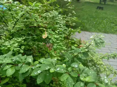 Пралеска - 31