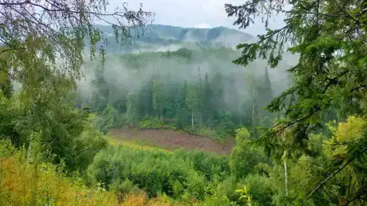 Поляна - 20