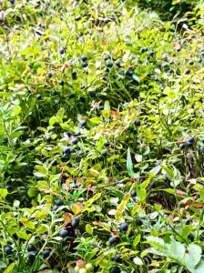 Мантиансаари - 58