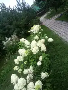 Околица - 8