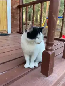 Усадьба на Шамокше - 17