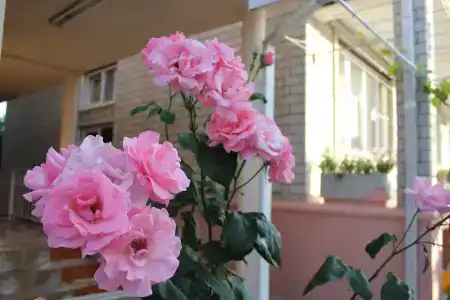 Янис - 26