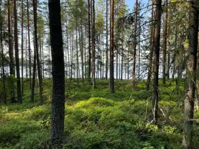 Малиновый берег - 6