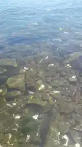 Воевода - 10