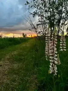ПолеДом - 78