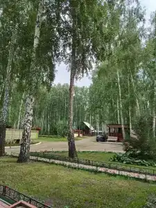 Берёзка - 12
