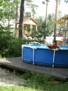 Марал - 43