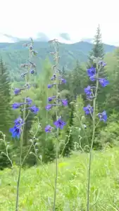 Фазенда - 9