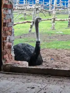 Мурманская страусиная ферма - 47