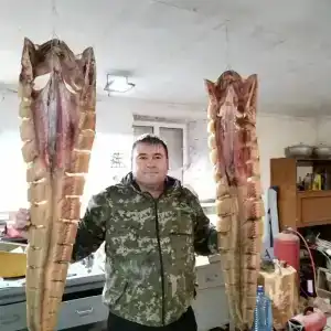 Сазаний угол - 0