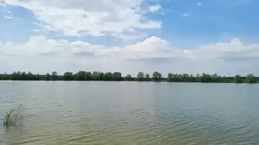 Белый лис - 19