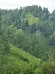 Теремок - 29
