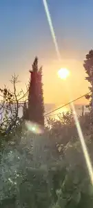 Горный кедр - 10