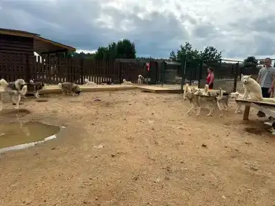 Рузмарин - 24