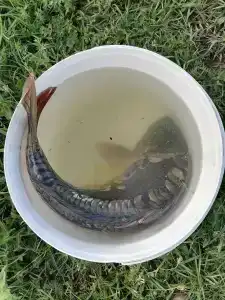 КЛЁВый хуторок - 45
