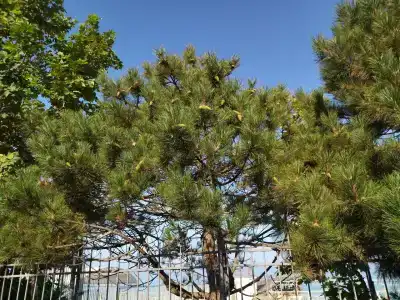 Капля моря - 24