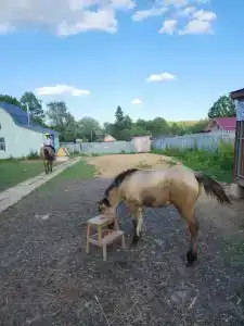 Храброво - 24