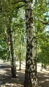 Пады - 28