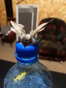 Веселый Роджер - 65